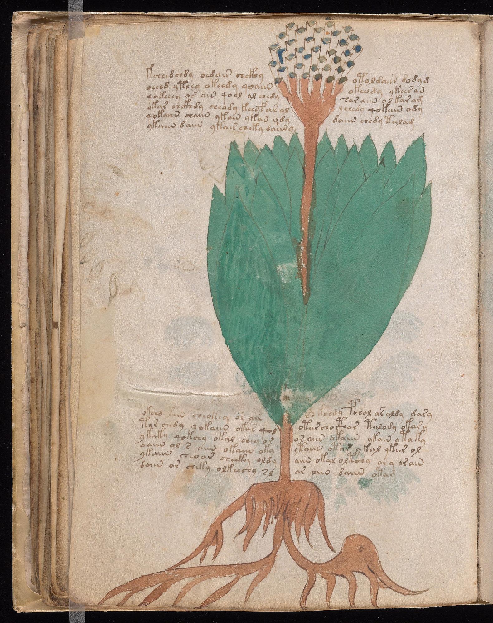 Voynich Manuscript folio f55v — Beinecke MS 408